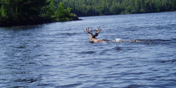 deer swimming to an island