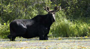 bull moose on Island River