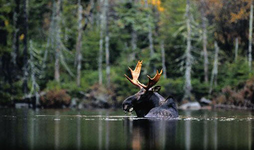 Boundary Waters moose